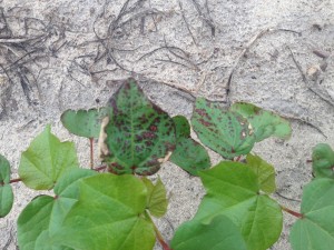 Cover photo for Wet Weather Blight on Cotton