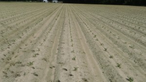 Cover photo for Tobacco Insect Scouting Report. May 16, 2014