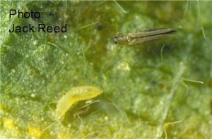 Cover photo for Cotton Thrips Update
