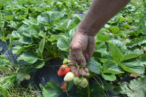 Cover photo for Albion - a Good Variety for Late Season? And, June Checklist (June 14, 2014)
