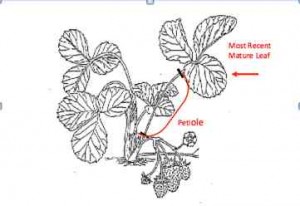 Cover photo for Optimize Strawberry Fertility With Plant Tissue Testing (7:30pm, Mon., 3/16/15)