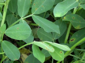 early leaf spot