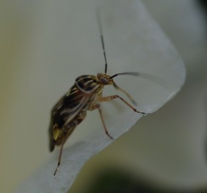 Cover photo for Check Cotton at First Square for Plant Bugs