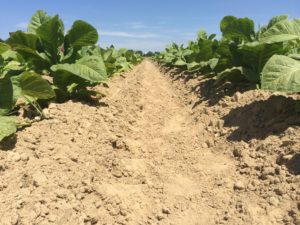 Cover photo for From the Field-Agronomy Notes: Vol. 2, Num. 10