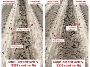 Cover photo for Tips for Improving Cotton Stands During Periods of Marginal Planting Weather (Collins, Edmisten, & Reisig)