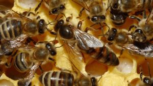 Cover photo for Beekeeping for Beginners Workshop