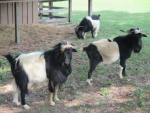 Three goats standing in a pasture