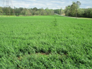 Alfalfa Field Harnett County NC