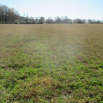 Alfalfa Interseeded into Bermudagrass