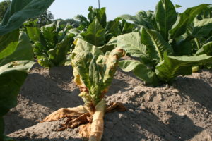 Cover photo for Thrips Flight and TSWV Risk Assessment Report – June 5, 2018
