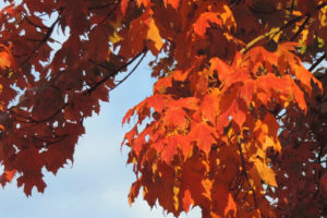 Cover photo for Forest Landowner Tips for Fall