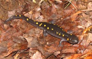 picture of spotted salamander on forest floor