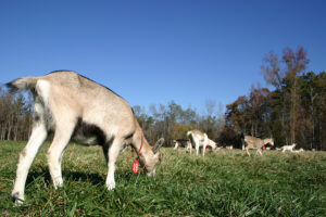 Cover photo for Agriculture Photo Contest Celebrates Chatham County's 250th Anniversary!