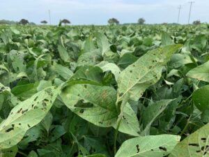 Cover photo for Research Update: Foliar Fungicide Impact on NC Soybean Yield and Seed Quality