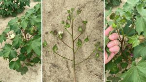 Cover photo for Cotton Beginning to Bloom: Pay Attention to Growth!! (Collins & Edmisten)