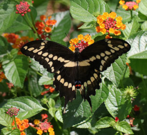 Giant swallowtail butterfly on lantana.
