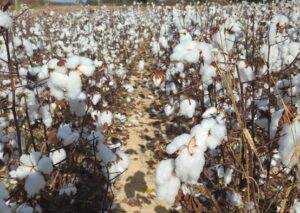 Cover photo for Foliar Fungicide Impact on Cotton in 2024